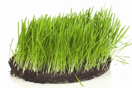 Продлен мораторий на продажу или отчуждение сельскохозяйственных земель