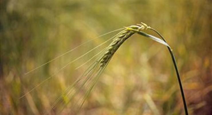 Украина сохраняет экспортный потенциал зерновых