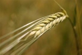 Украина засевает озимые культуры