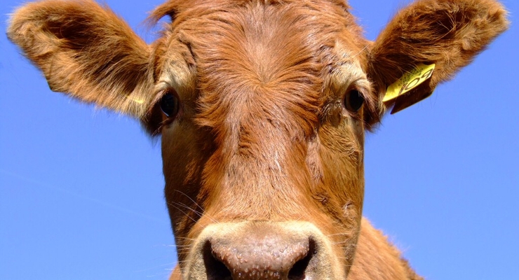 Аграрный комитет Верховной Рады зарегистрировал законопроекты об АПК