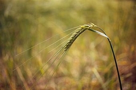 ГФС будет бороться с нелегальными закупками зерновых