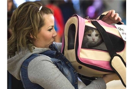 Денис Антонюк отстранен от полномочий главы Госавиаслужбы