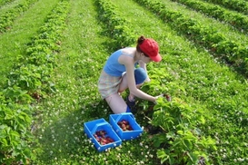 В Интернете срочно ищут работников в Польшу на сбор клубники