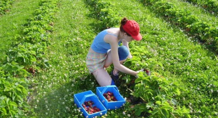 В Интернете срочно ищут работников в Польшу на сбор клубники