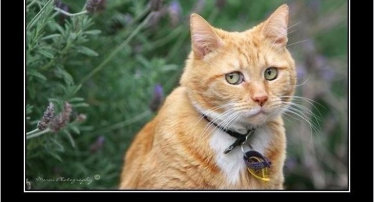 Украина готова объявить дефолт Укрэксимбанка – СМИ