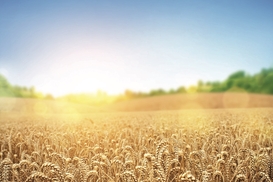 Сельхозналог уменьшат