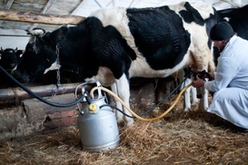 Запрет на торговлю домашними молоком, творогом и мясом решили отменить