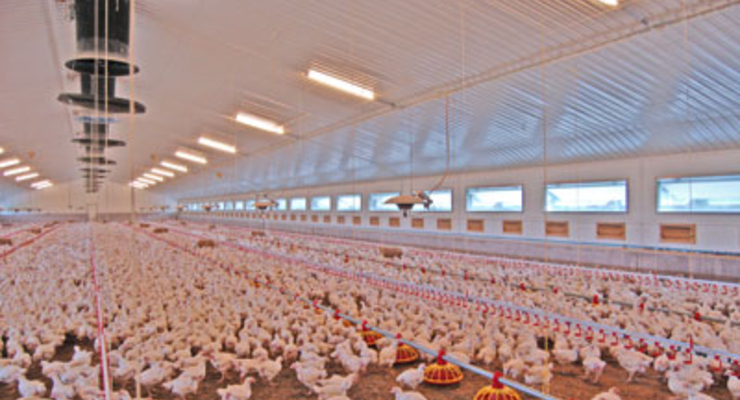 В Украине выросли оптовые цены на мясо птицы