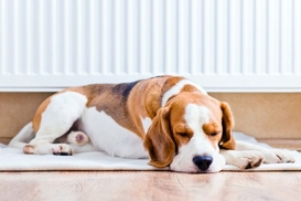 Киевляне массово скупают обогреватели