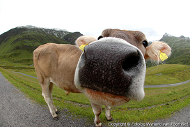 Как заставить себя работать или вдохновение для дилетантов