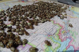 Российские товары в Полтаве хотят маркировать "колорадскими жуками"