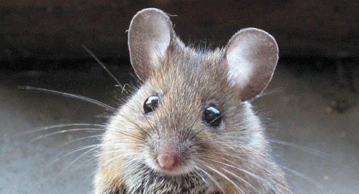 Киевлянка нашла в йогурте дохлую мышь (ФОТО)