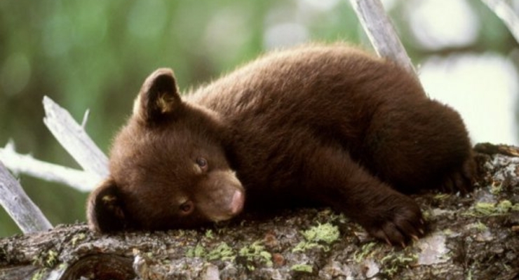 Дешевая неволя: Медвежонок за 1300, а лев за полторы