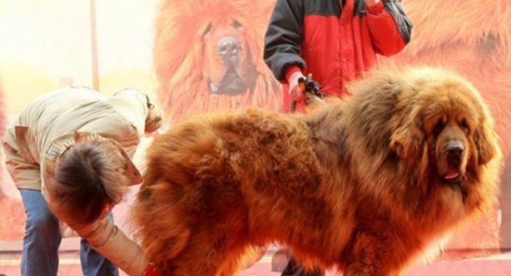 Продана самая дорогая собака в мире