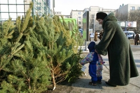 В Киеве елку дешевле 100 гривен не найдешь