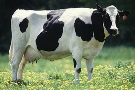 Еще одна страна еврозоны получит крупный кредитный транш