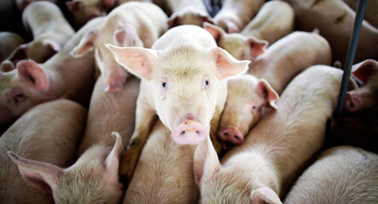 Нацбанк вложился в свиней