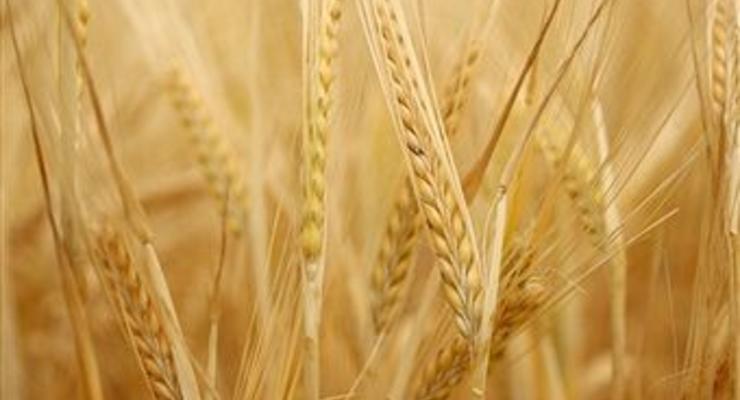 Украина намолотила 45,85 млн тонн зерна