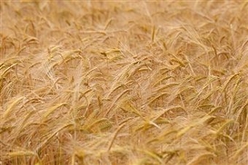Пшеница резко подорожала