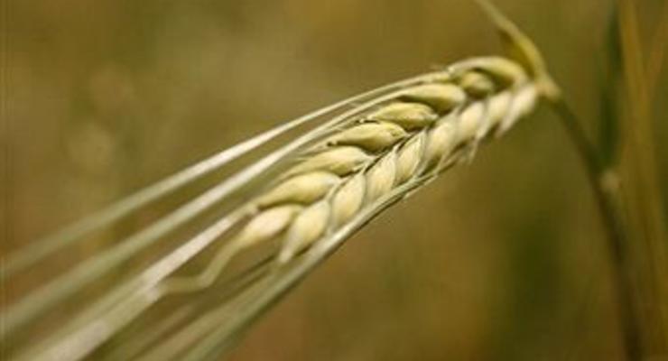 Украина намолотила почти 44 млн тонн зерна