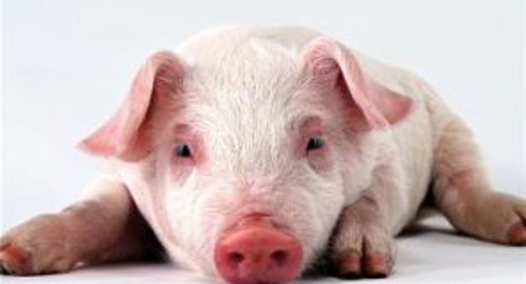 Украинцам запретят самостоятельно резать поросят