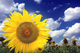 Украина может ввести пошлины на экспорт подсолнечного масла, рапса и сои