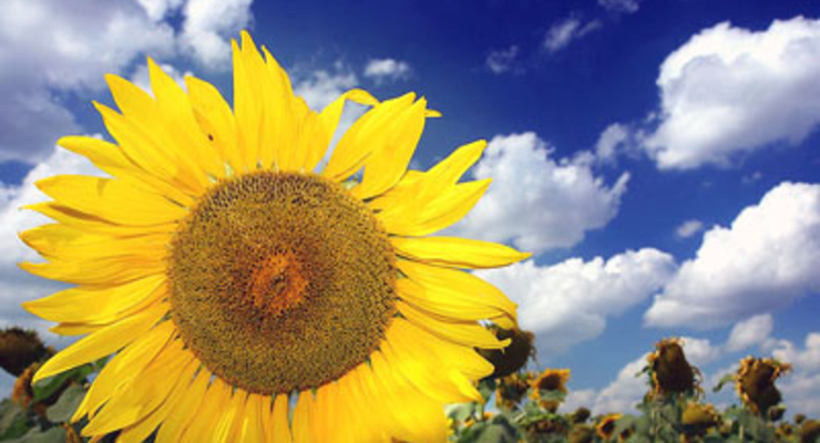 Украина может ввести пошлины на экспорт подсолнечного масла, рапса и сои