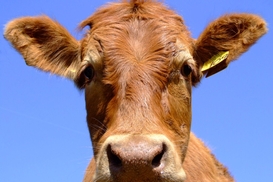 Присяжнюк взялся за коров