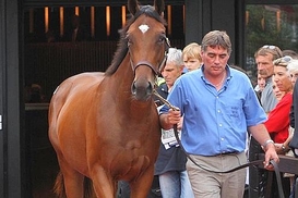 Австралиец отдал за лошадь 1,7 миллионов евро