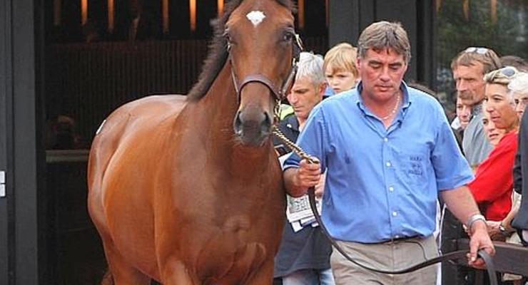 Австралиец отдал за лошадь 1,7 миллионов евро