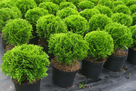 Бизнесмен отдал 6 млн долларов на питомник растений