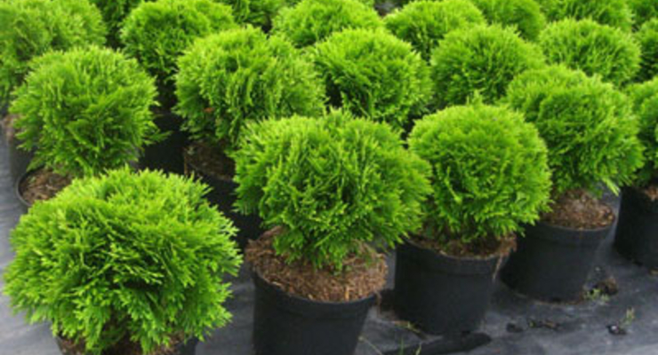 Бизнесмен отдал 6 млн долларов на питомник растений