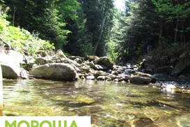 Дебют месяца: Горная «Мороша»