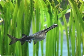 В Украине вырастут штрафы за незаконную ловлю рыбы