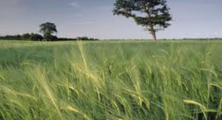 Земельные участки будут регистрировать за две недели