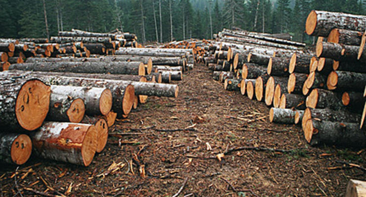 Клюев запретил продавать лес через оффшоры