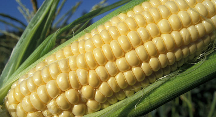 Украина соберет рекордный урожай кукурузы