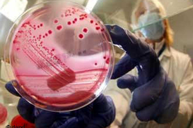 Эпидемия кишечной палочки E.coli закончилась