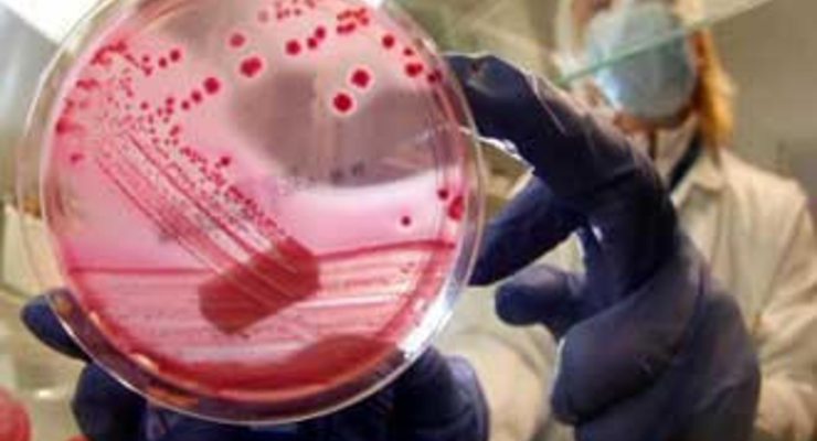 Эпидемия кишечной палочки E.coli закончилась