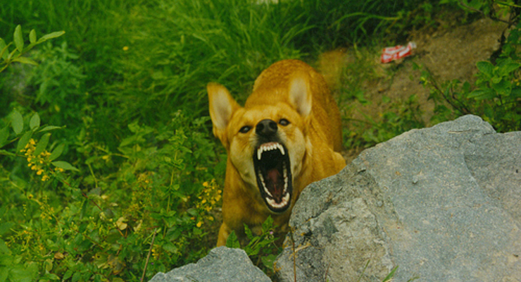 За злых собак будут давать 8 лет тюрьмы