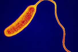 В Мариуполе еще один человек заболел холерой