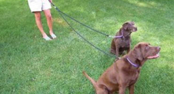 Выгул собак станет платным