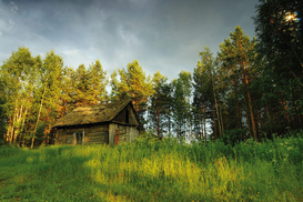 Янукович повысил  штрафы за загрязнение лесов