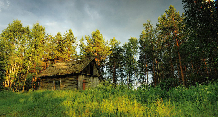 Янукович повысил  штрафы за загрязнение лесов
