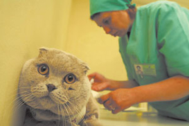 Депутаты создали ветклиникам человеческие условия