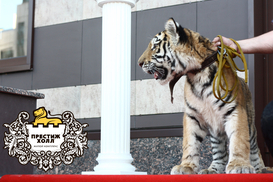 Тигренок открыл ЖК «Престиж Холл»