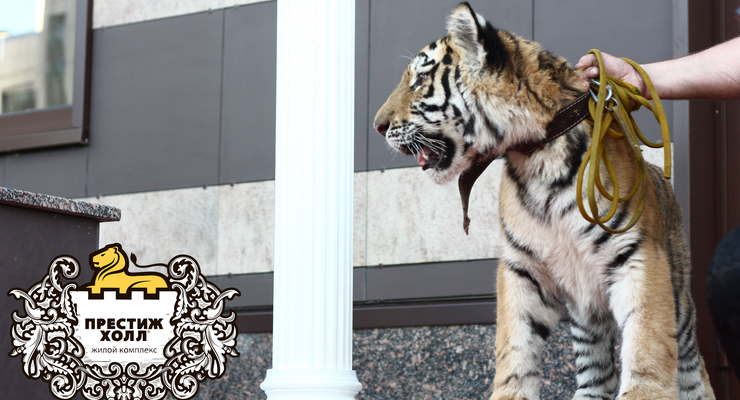 Тигренок открыл ЖК «Престиж Холл»