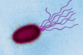 Число жертв кишечной инфекции E.coli выросло до 36