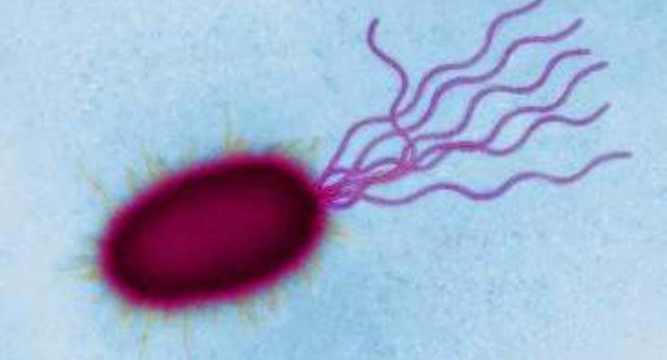 Число жертв кишечной инфекции E.coli выросло до 36