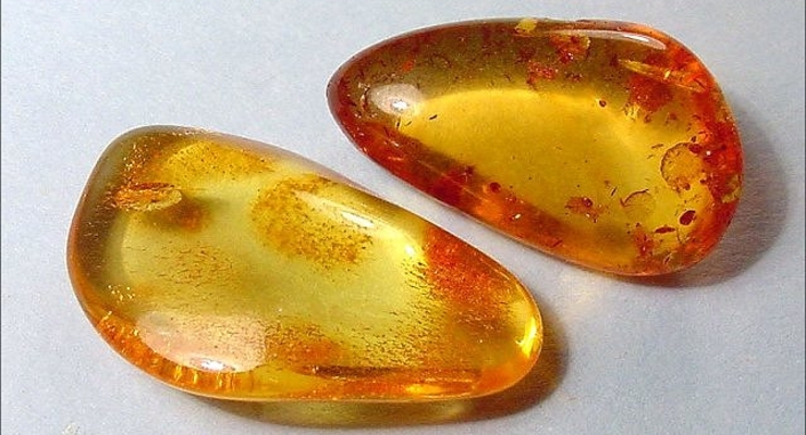 В Ривне задержана целая картель добытчиков янтаря